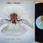 Paradise Bird - 1°St Usa