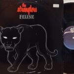 Feline - 1°St Eu